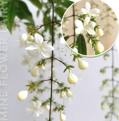 🌸49% OFF Dreamy Indoor Jasmine Hanging Basket