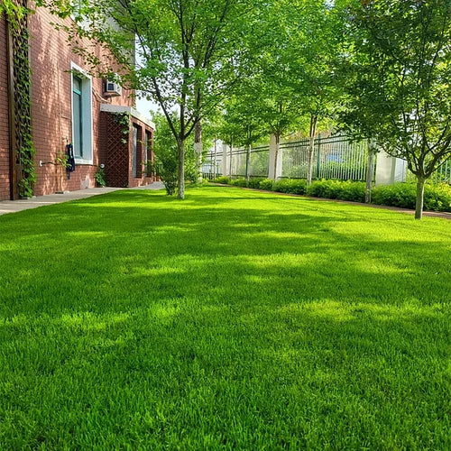 Evergreen Dwarf Grass Seed – Germinates in 7 Days, Stays Green All Year Round