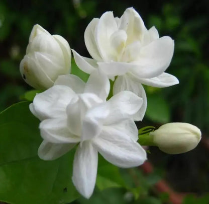 🌸49% OFF Dreamy Indoor Jasmine Hanging Basket