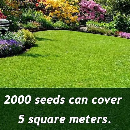 Evergreen Dwarf Grass Seed – Germinates in 7 Days, Stays Green All Year Round